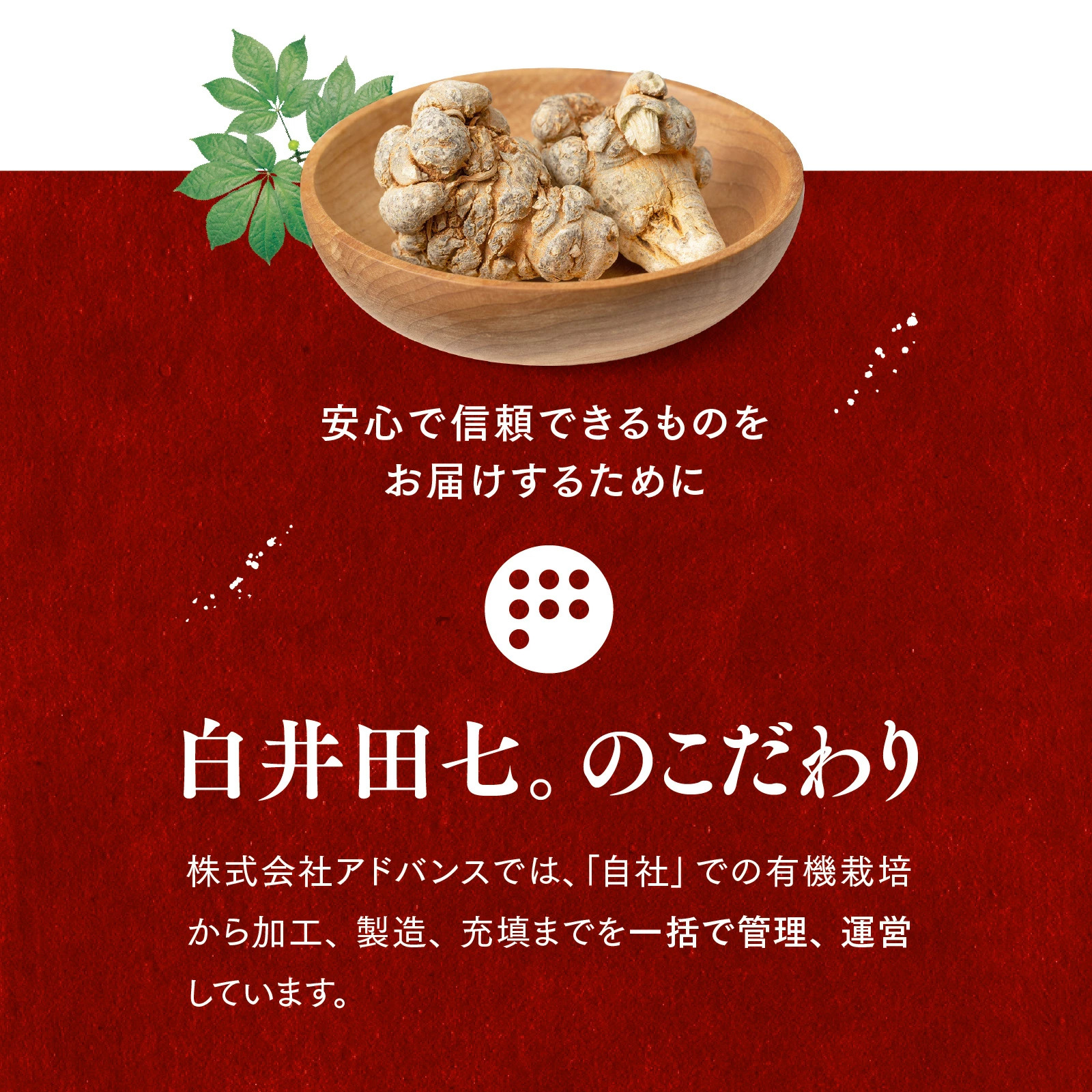 白井田七。善